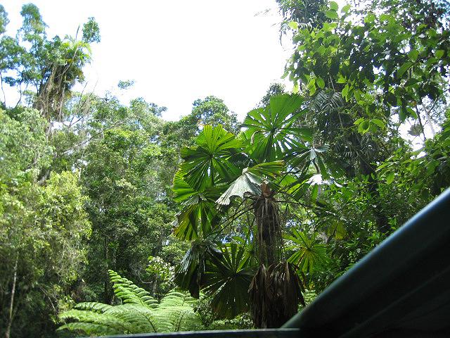 A 406 Rainforest Park a Kuranda.jpg